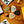 SWARM PACK